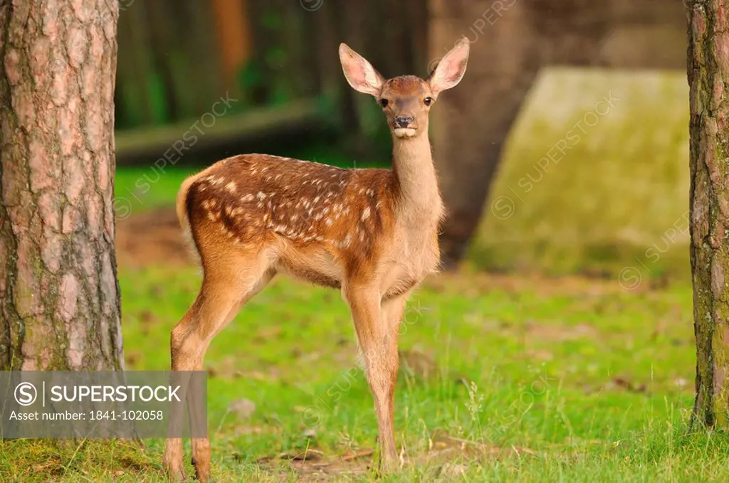 Young red deer Cervus elaphus on a clearing