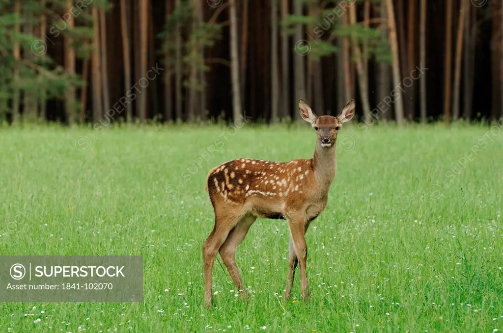Young red deer Cervus elaphus in a meadow
