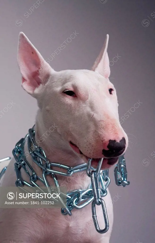 Bull terrier in chains