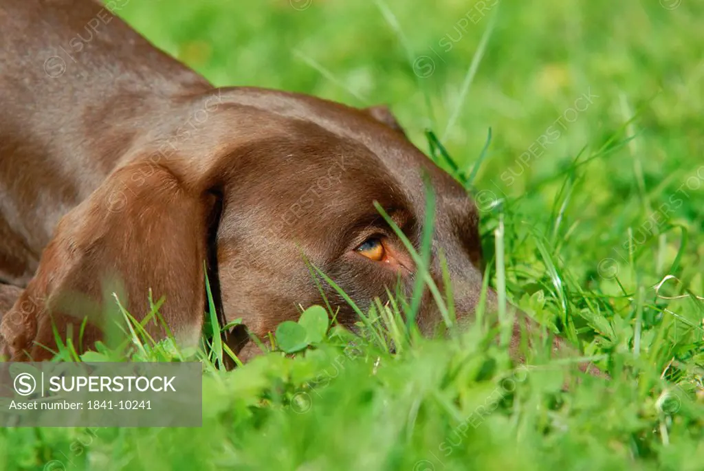 Close_up of German Shorthaired Pointer lying in field