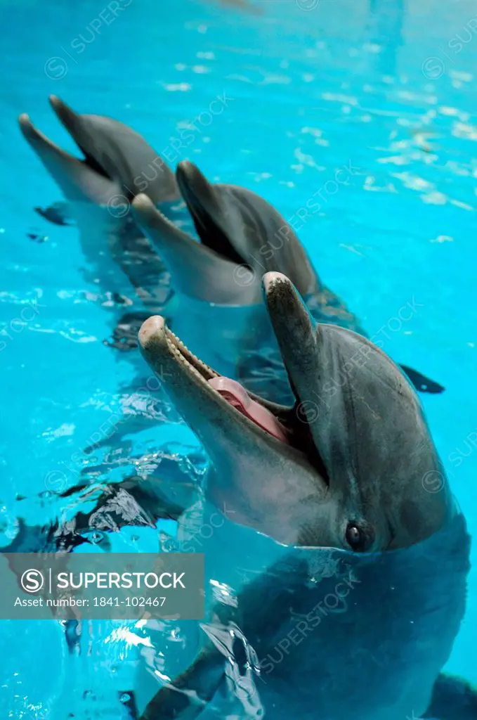 Three Common Bottlenose Dolphins Tursiops truncatus in water