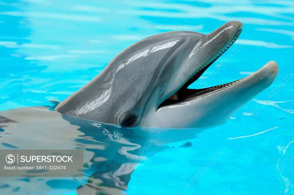 Common Bottlenose Dolphin Tursiops truncatus in water