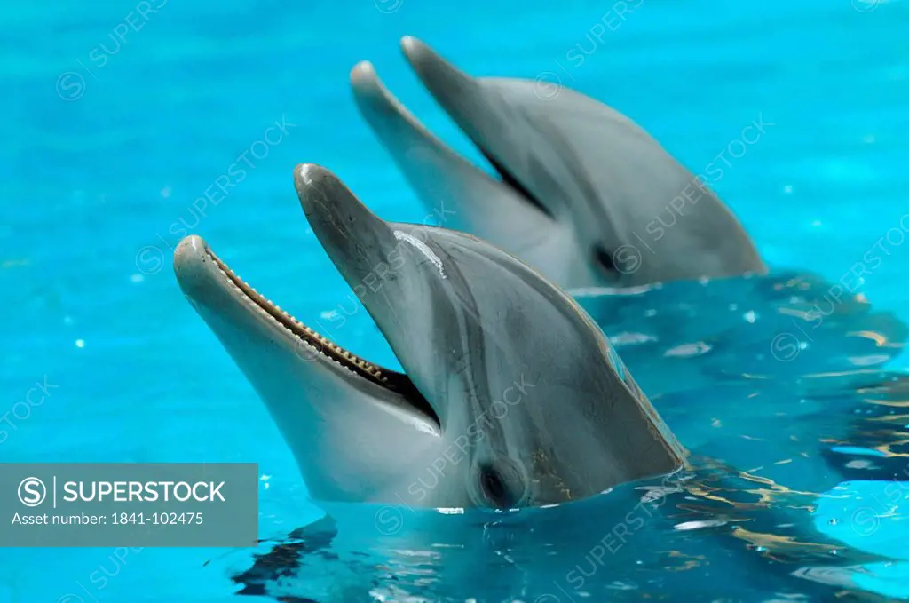 Two Common Bottlenose Dolphins Tursiops truncatus in water