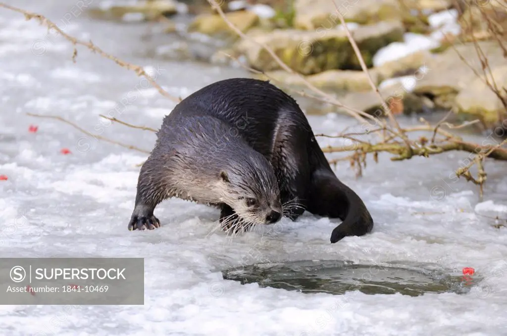 River Otter Lutra lutra on frozen river, Bavaria, Germany