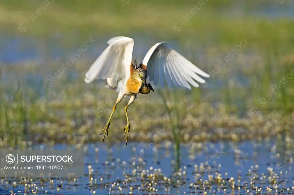Squacco Heron Ardeola ralloides flying over marshy landscape, front view