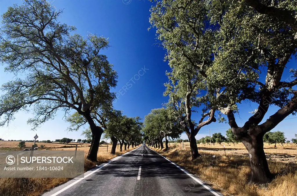Cork oak trees along empty country road