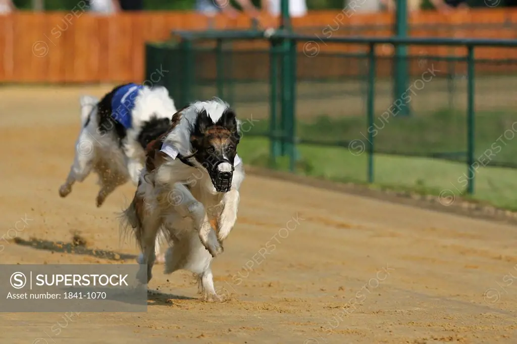 Whippet dogs running on race track