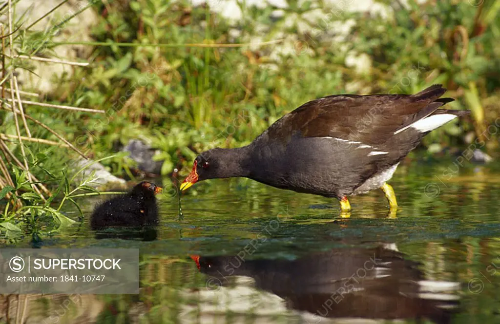 Common Moorhen Gallinula chloropus with its chick in water, Bavaria, Germany
