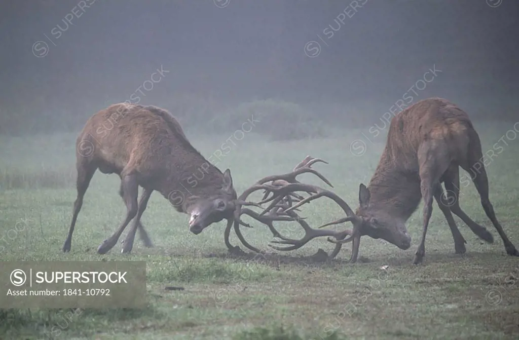 Male Red Deer Cervus elaphus fighting in field
