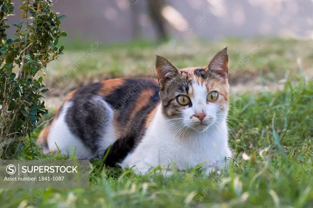 Close_up of stray cat lying in field, Turkey