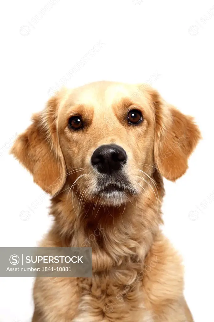 Close_up of dog against white background