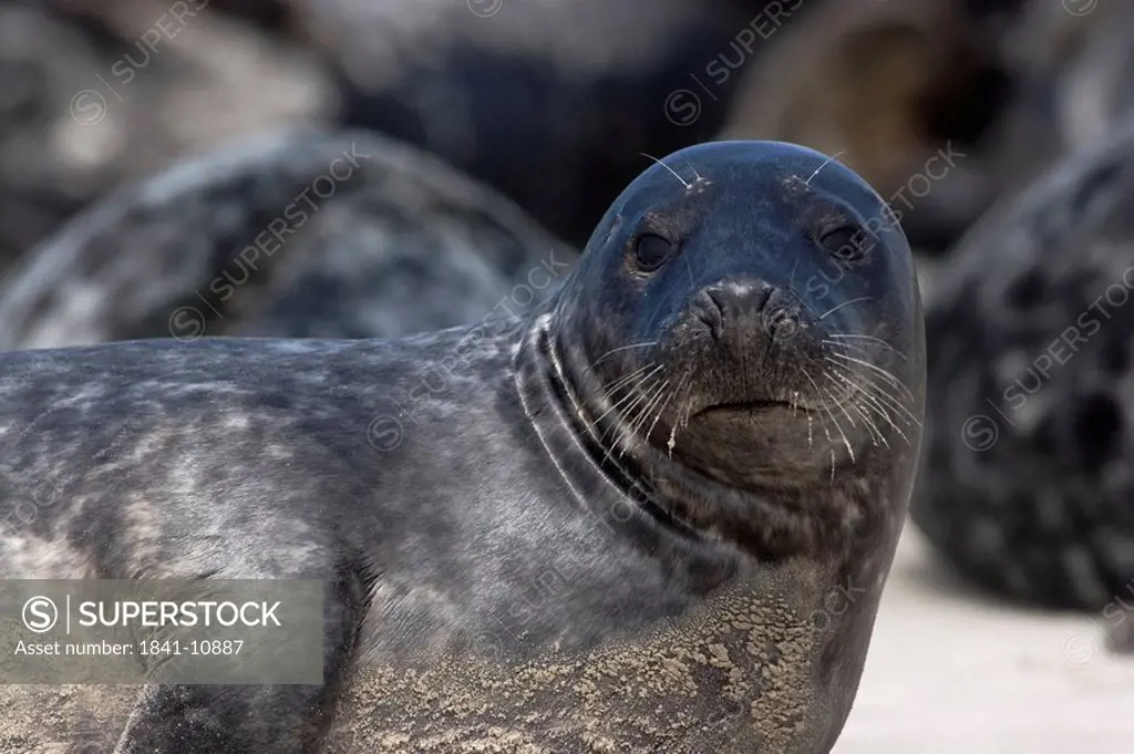 Gray Seal Halichoerus grypus on beach, Helgoland, North Frisian Islands, Schleswig_Holstein, Germany