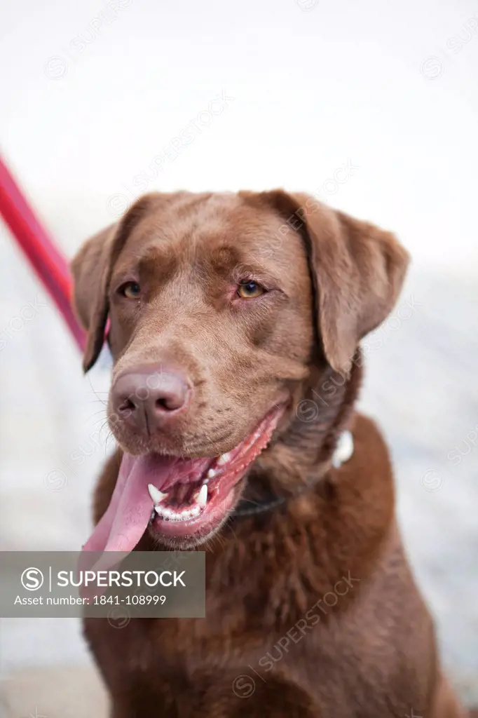 Dog with lolling tongue