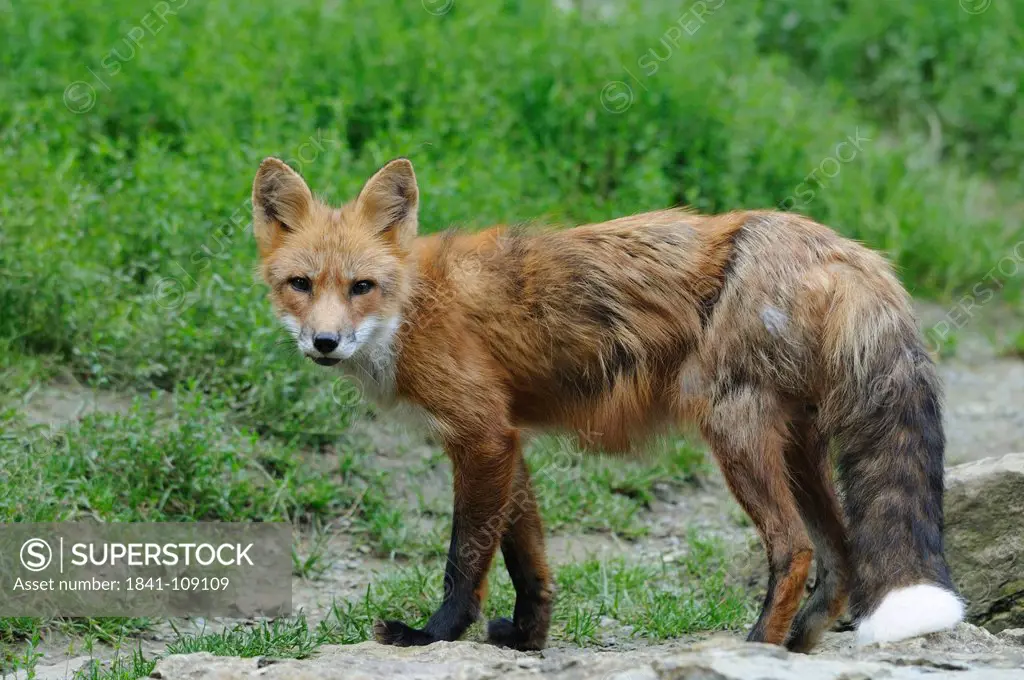 Red fox, Vulpes vulpes, portrait