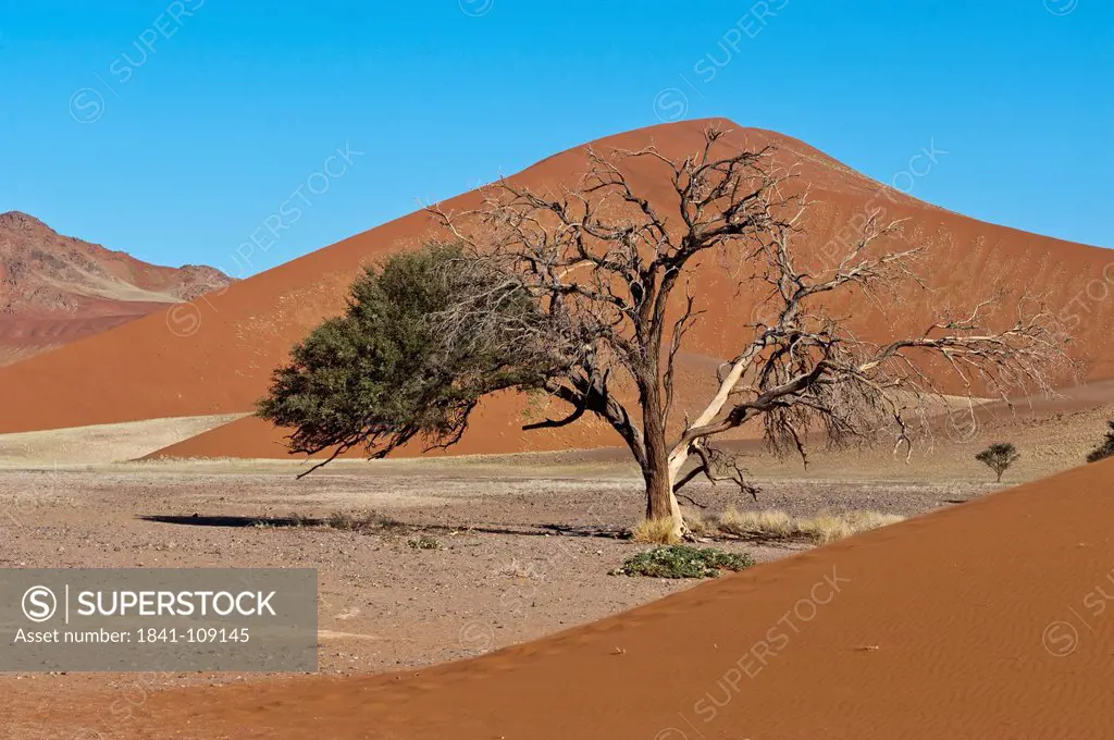 Sand dunes and Acacia at Sossusvlei in Naukluft National Park, Namib Desert, Namibia