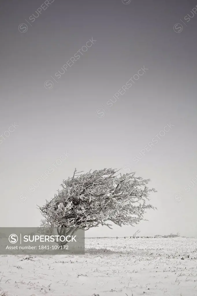 Snowy tree, Braderuper Heide, Sylt, Schleswig_Holstein, Germany, Europe