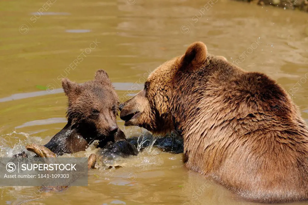 Two brown bears, Bavarian Forest, Bavaria, Germany, Europe