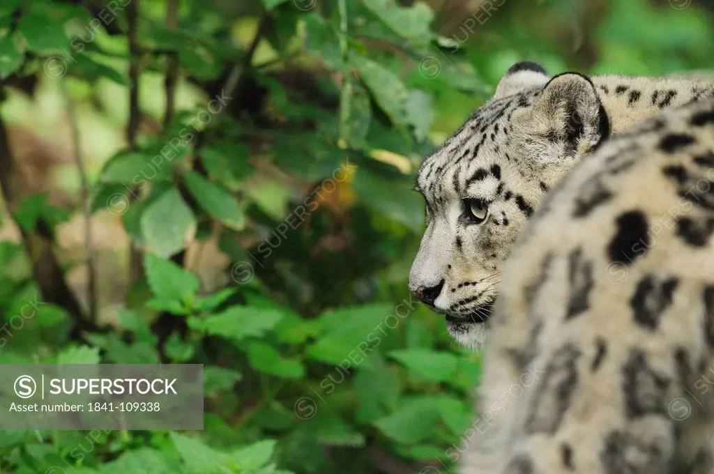 Snow leopard, Uncia uncia
