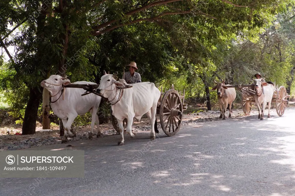 Oxcart on country road, Myanmar