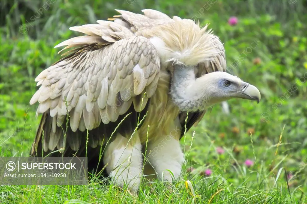Close_up of Griffon vulture Gyps Fulvus in field, Germany