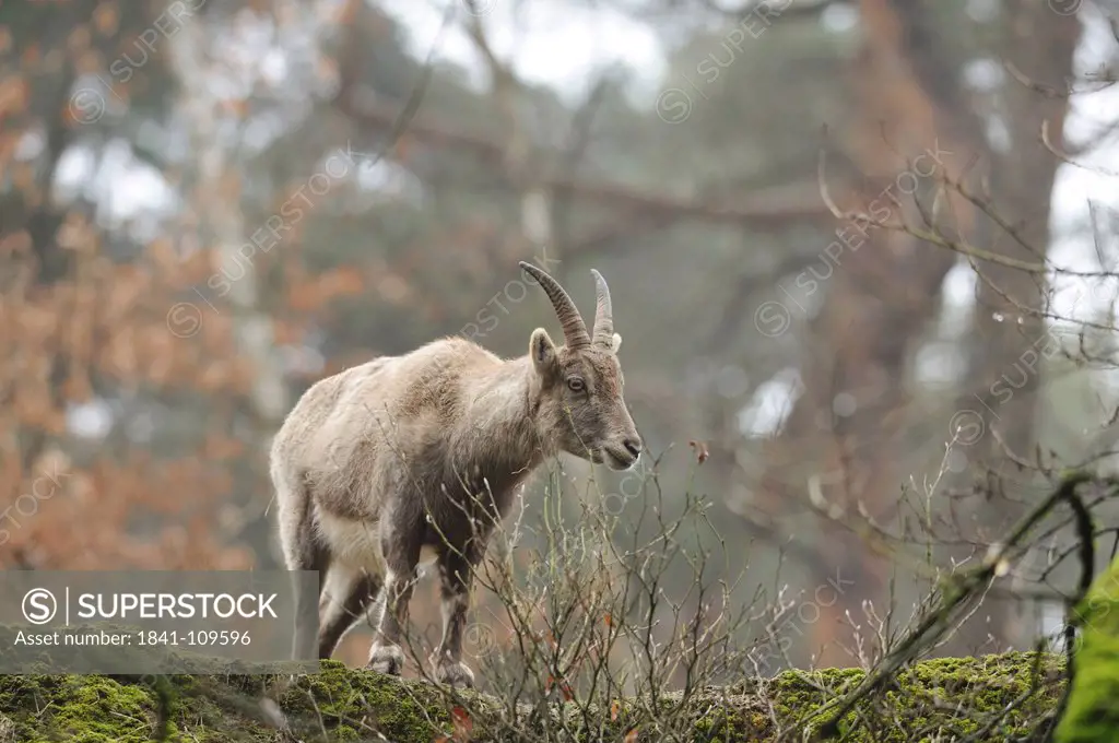 Standing Alpine Ibex