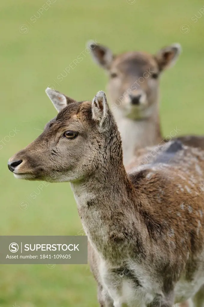 Two female fallow deers