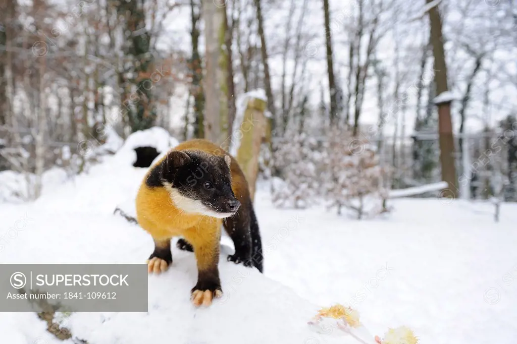 Yellow_throated Marten in snow