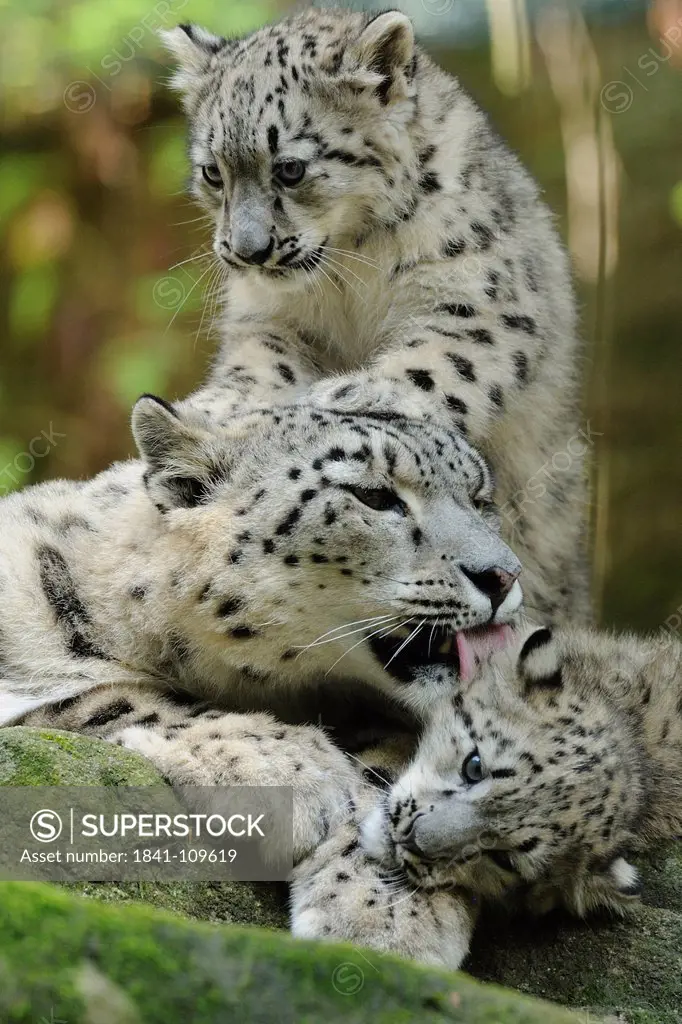Young snow leopards with mother