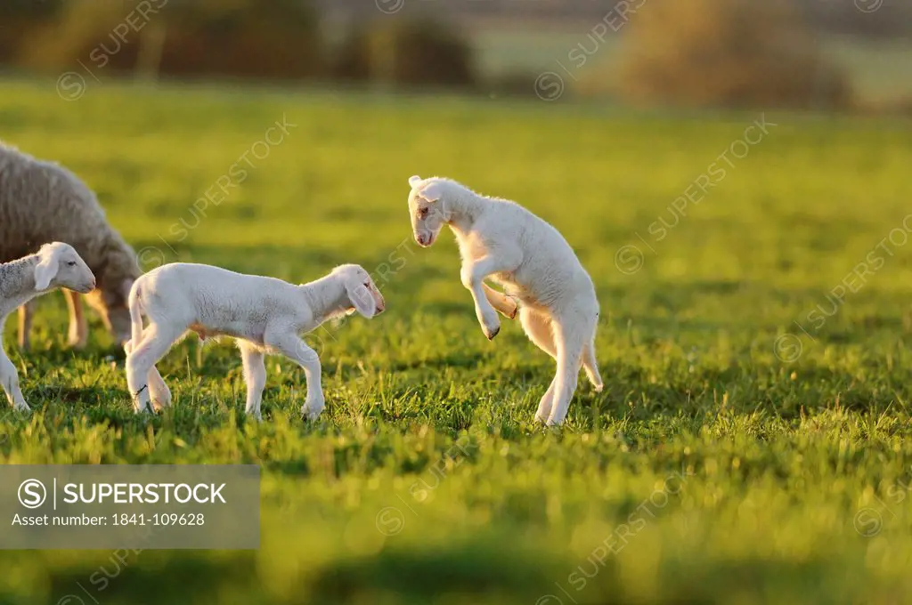 Two young sheep playing in meadow