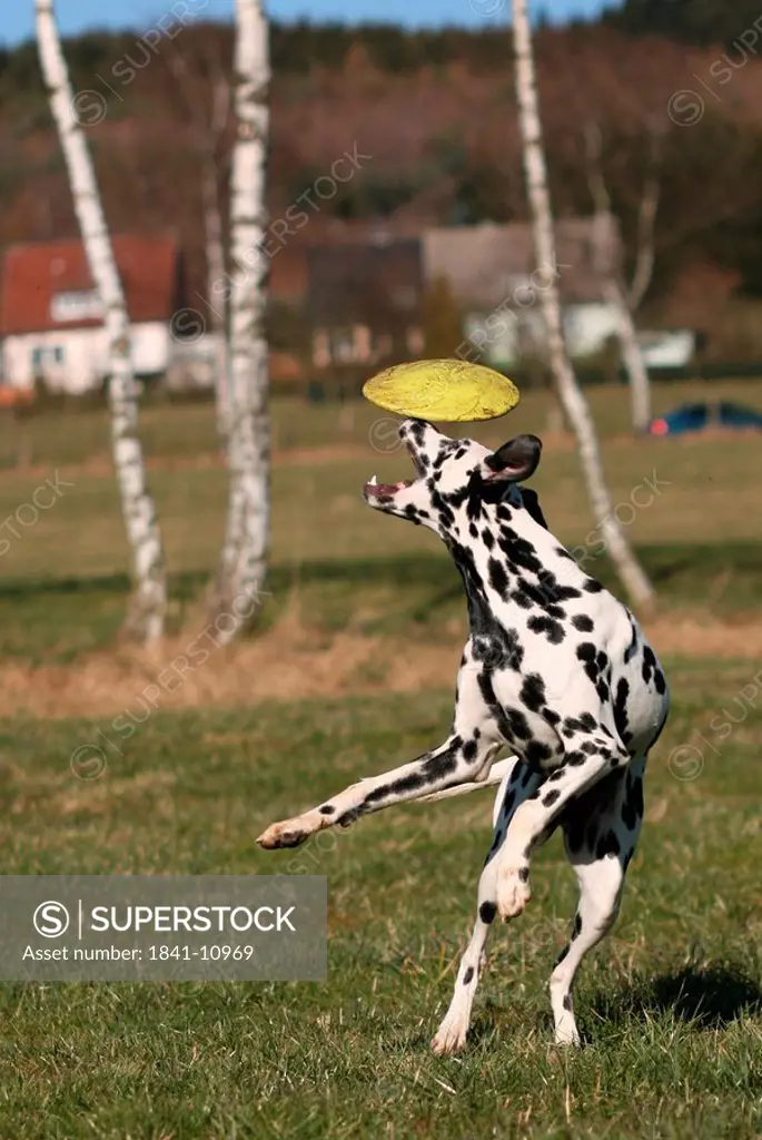 Dalmatian catching frisbee in field