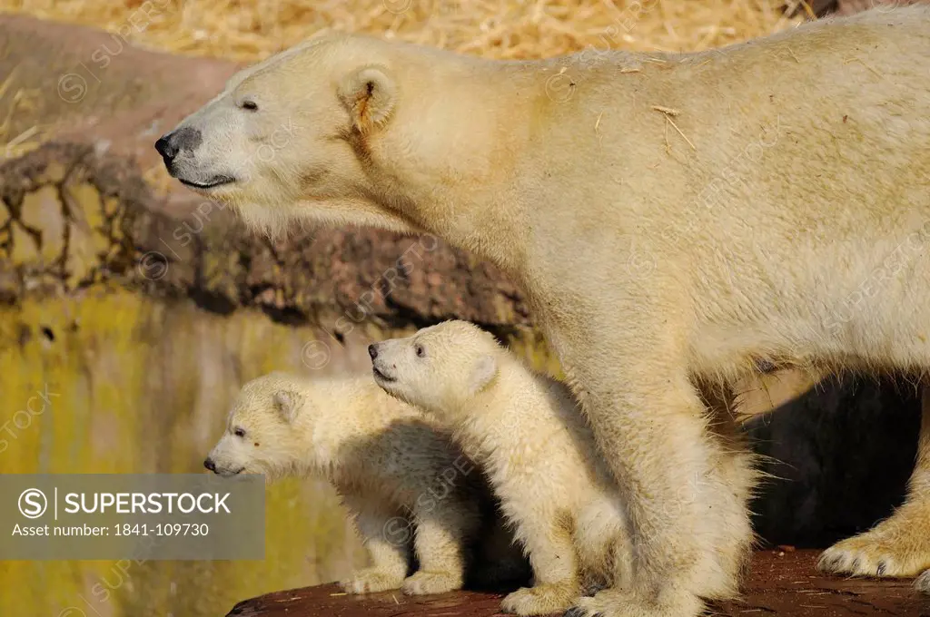 Young polar bears and mother