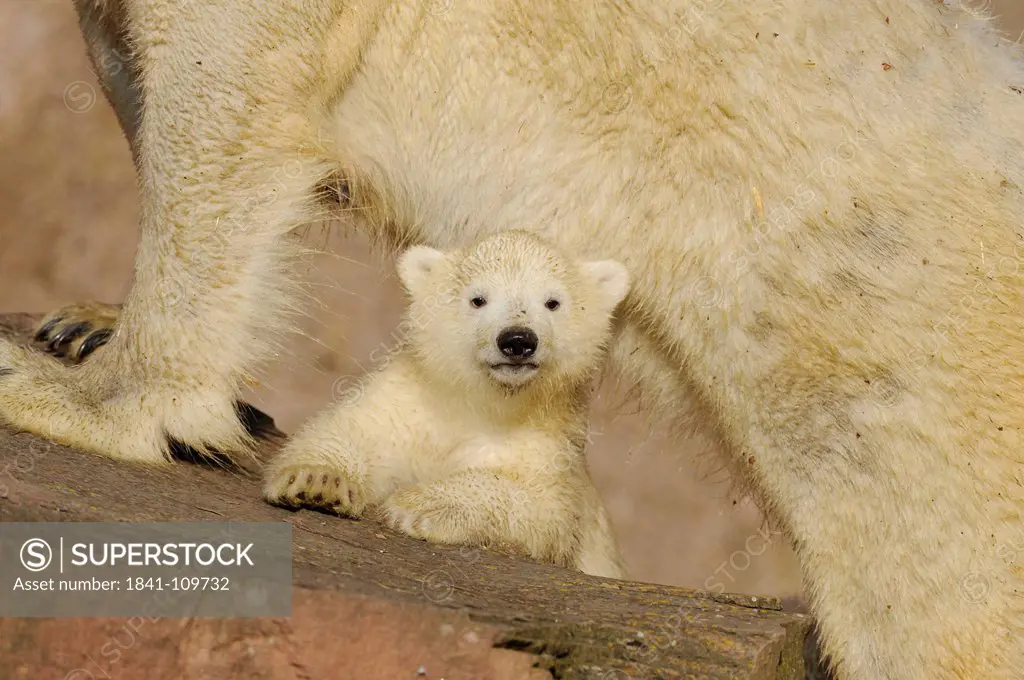 Young polar bear and mother