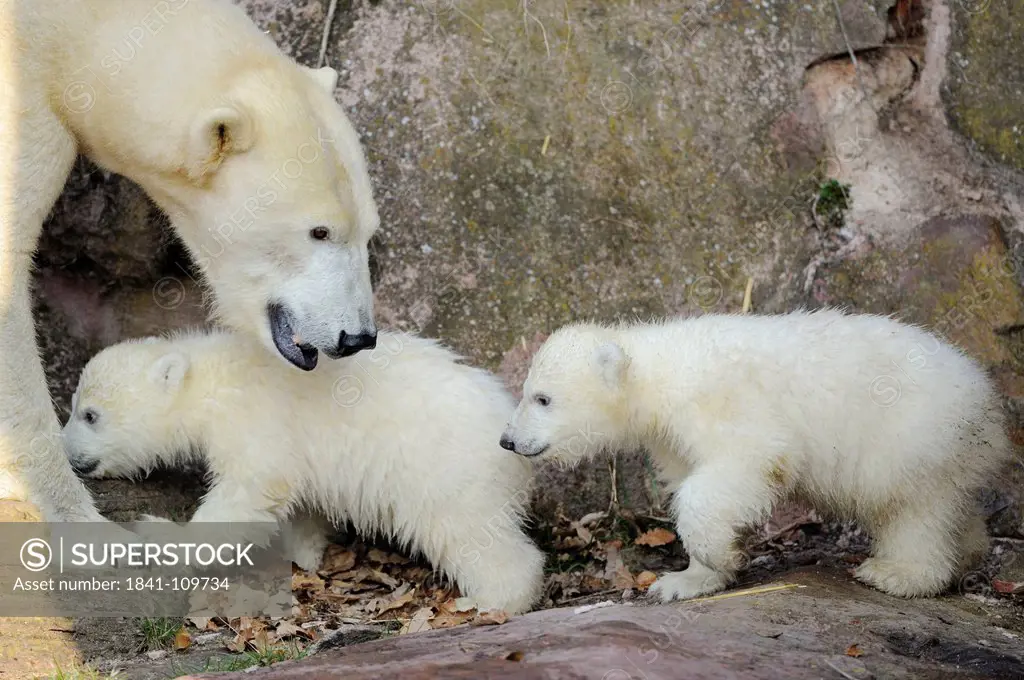 Two young polar bears and mother
