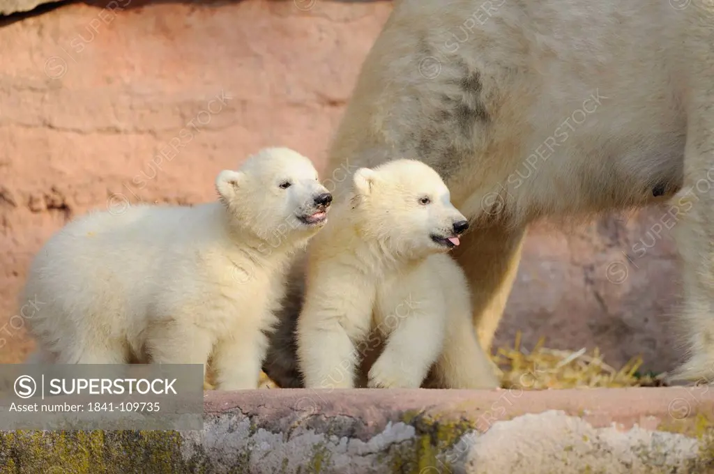 Two young polar bears and mother
