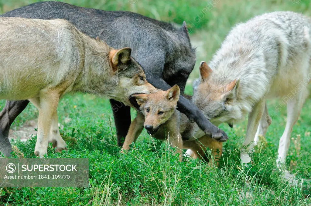 European wolves canis lupus in meadow