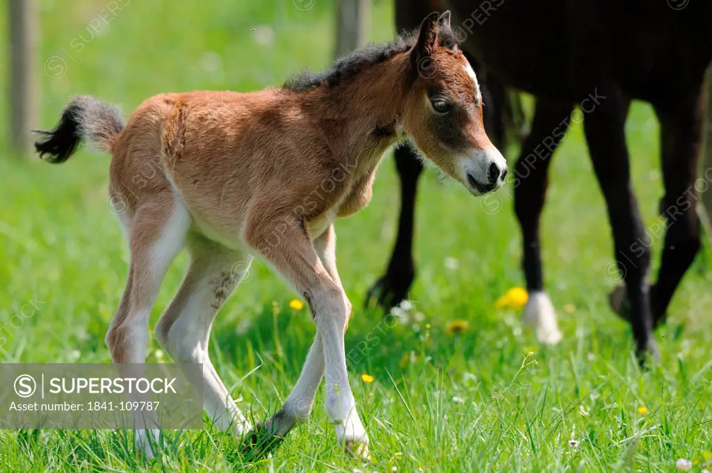 Welsh Pony foal in pasture