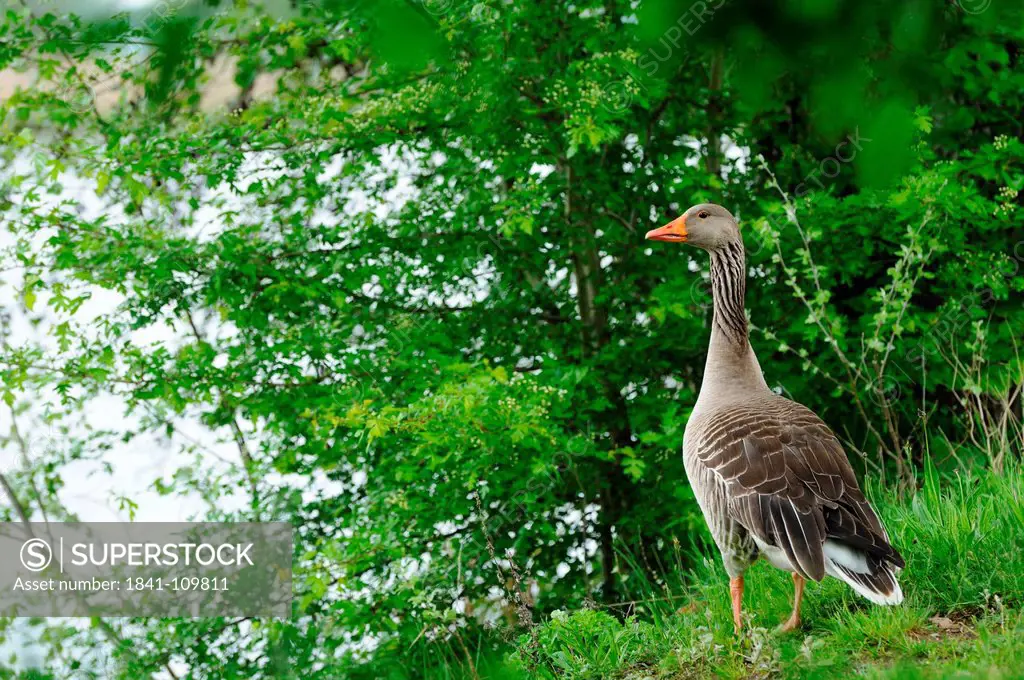 Greylag Goose Anser anser at Altmuehlsee, Bavaria, Germany