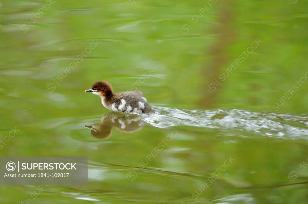 Goosander chick Mergus merganser in water