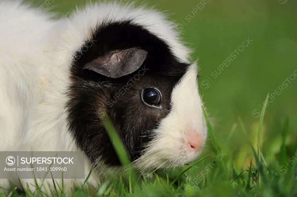 Guinea pig Cavia porcellus in meadow