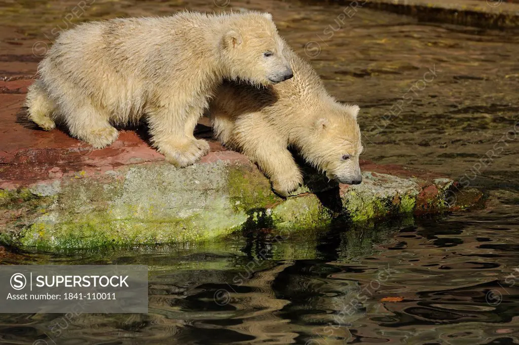 Two young polar bears Ursus maritimus at water