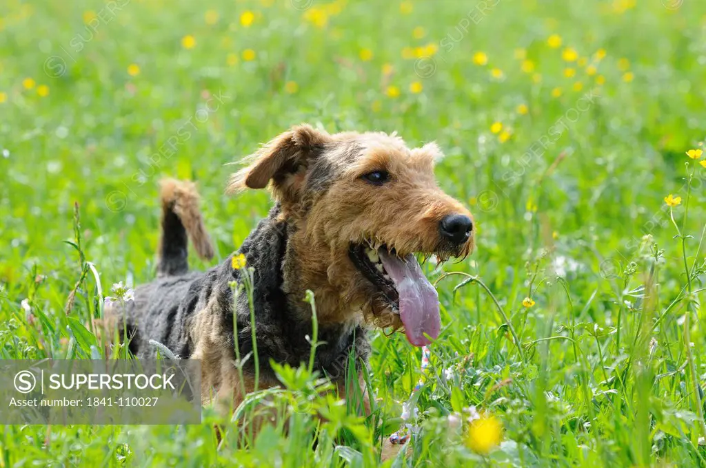 Airedale Terrier lying in meadow