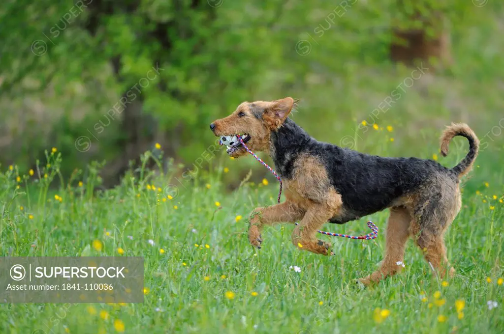 Airedale Terrier in meadow