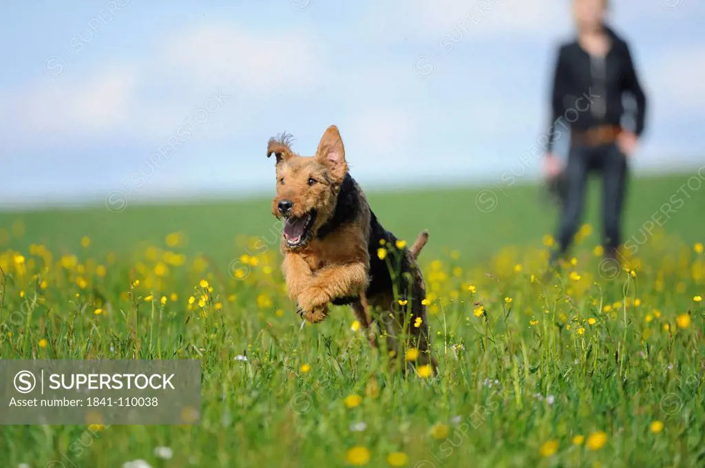 Airedale Terrier running in meadow
