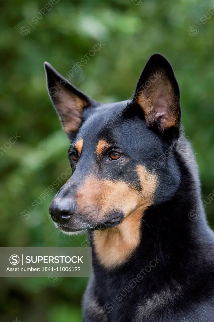 Portrait of a sheepdog mongrel