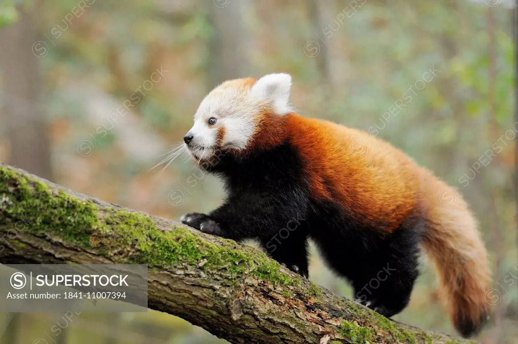Red panda (Ailurus fulgens) youngster on a bough