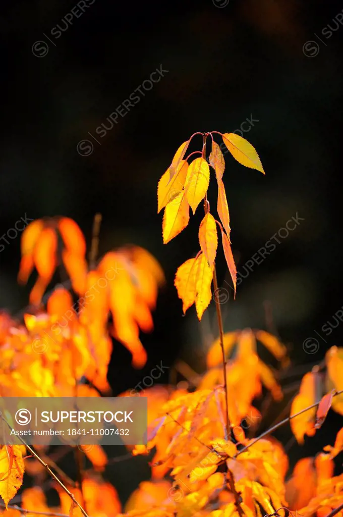 Wild cherry branch with leaves in autumn