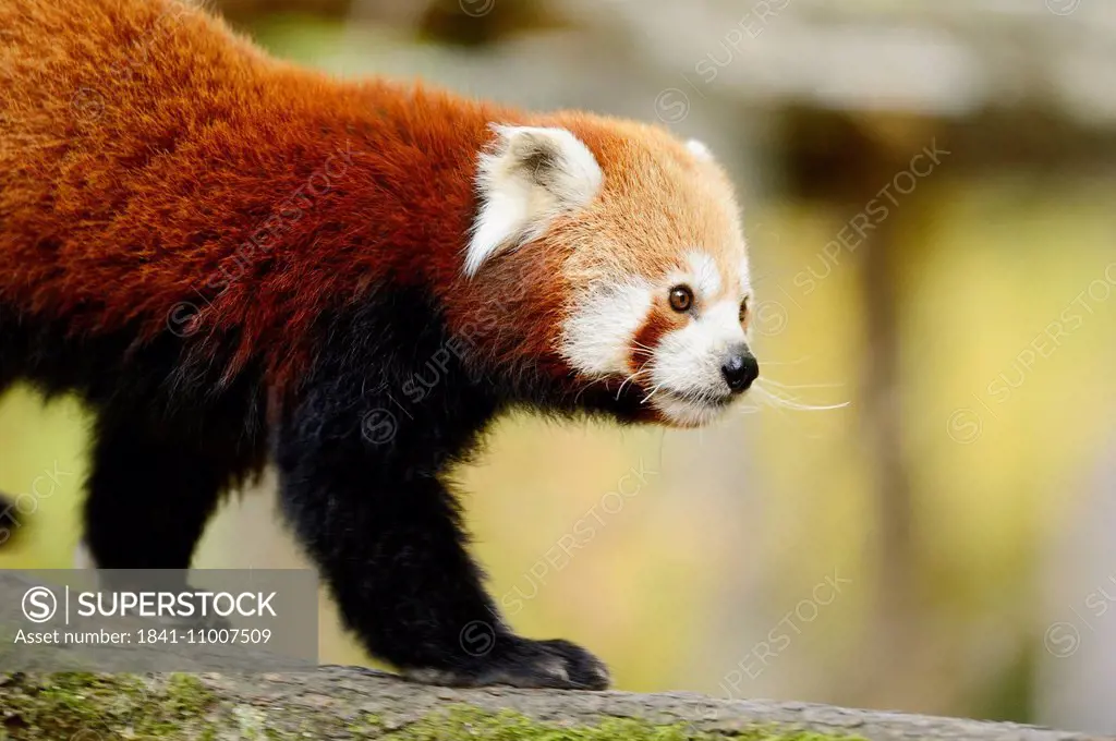 Red panda (Ailurus fulgens) in a tree