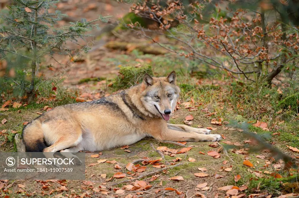 Eurasian wolf (Canis lupus lupus) in the Bavarian Forest, Germany