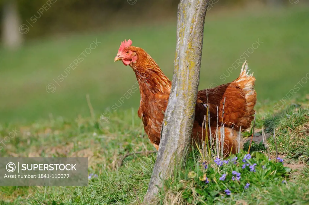 Chicken in meadow