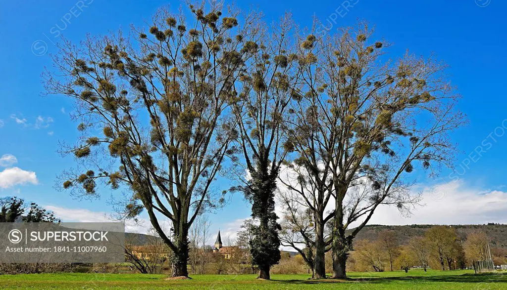 Trees with mistletoes, Franconia, Bavaria, Germany